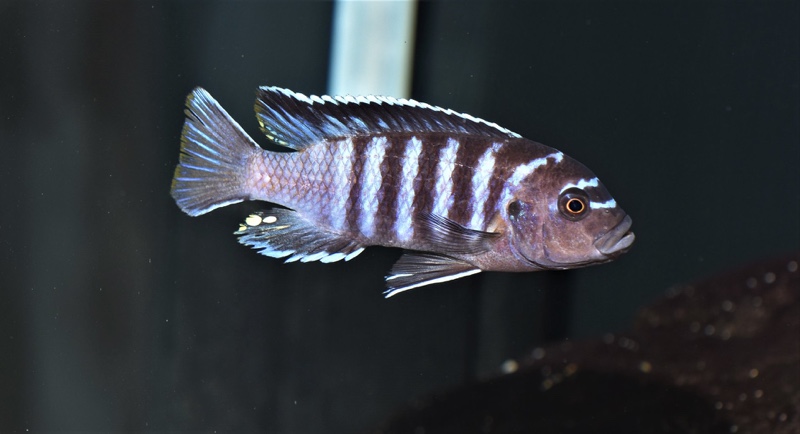 Maylandia sp. 'black dorsal mbenji' Mbenji Island